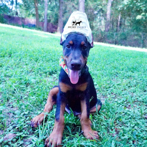 AKc Iroh